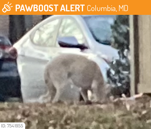 Found/Stray Unknown Dog last seen Greens apmts , Columbia, MD 21044