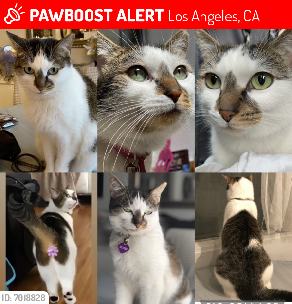 Lost Female Cat last seen Silver Lake & Scott place , Los Angeles, CA 90026
