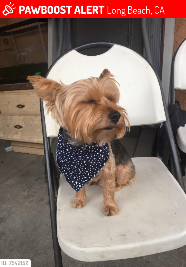 Lost Male Dog last seen Olive and Artesia, Long Beach, CA 90805