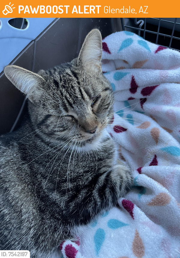 Found/Stray Female Cat last seen 51st Ave and Greenway, Glendale, AZ 85304