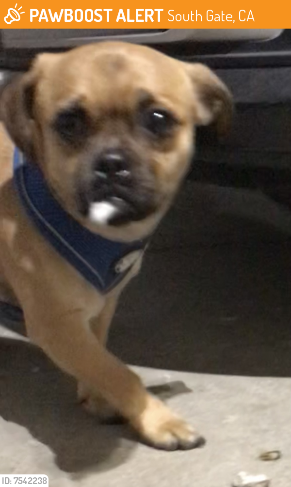 Found/Stray Unknown Dog last seen Southern Ave and Victoria Ave, South Gate, CA 90280