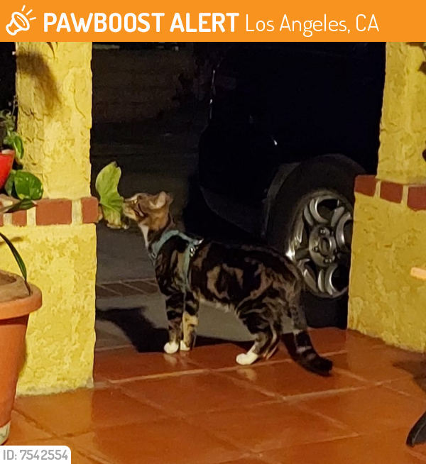 Found/Stray Unknown Cat last seen Near Osborne and Sunburst st., Los Angeles, CA 91331