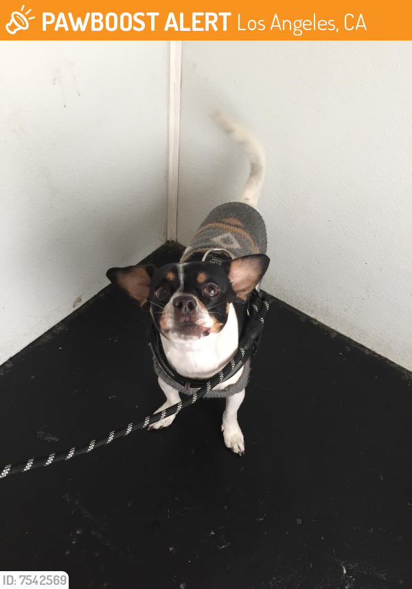 Found/Stray Male Dog last seen Los Angeles Pet Grooming Shop, Los Angeles, CA 90001