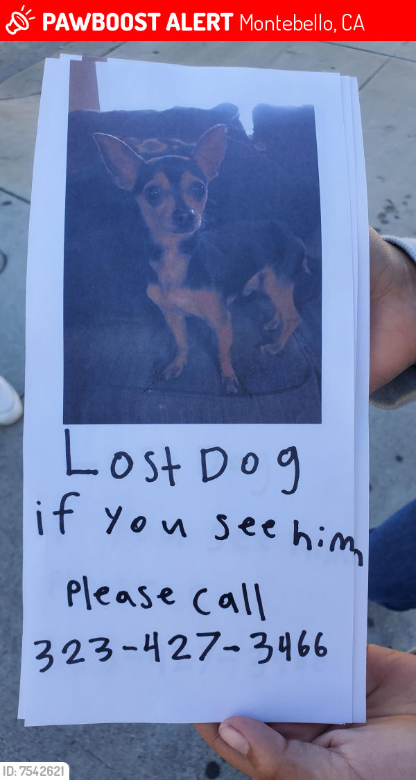 Lost Unknown Dog last seen Wilcox/beberly, Montebello, CA 90640
