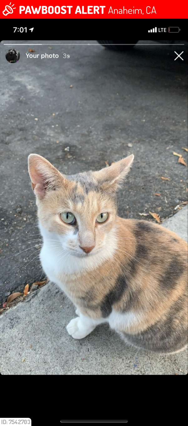 Lost Female Cat last seen La Jolla street placentia , Anaheim, CA 92870