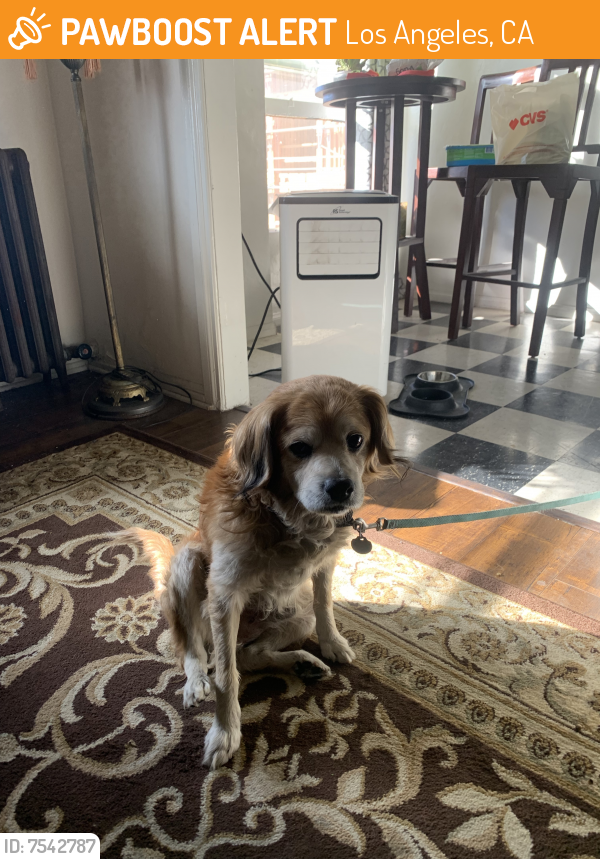 Found/Stray Male Dog last seen 1st and vignes, Los Angeles, CA 90012