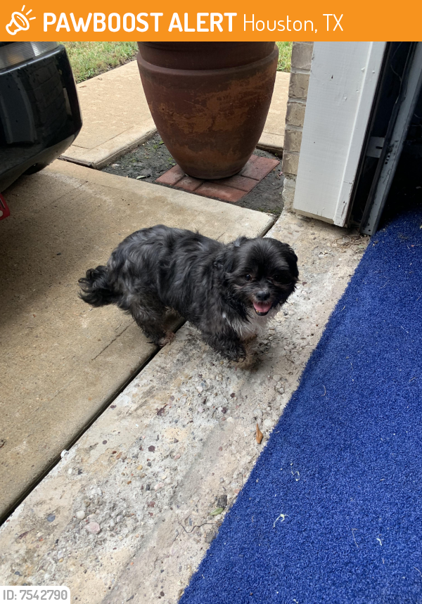 Found/Stray Male Dog last seen Falvel on, Houston, TX 77079