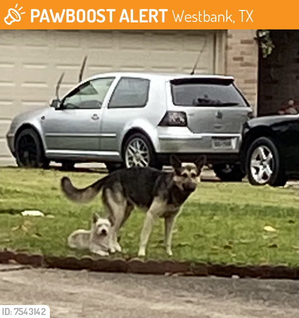 Found/Stray Female Dog last seen In Front Of 7731 & 7730 Leather Market St. Houston, Tx 77064, Westbank, TX 77064