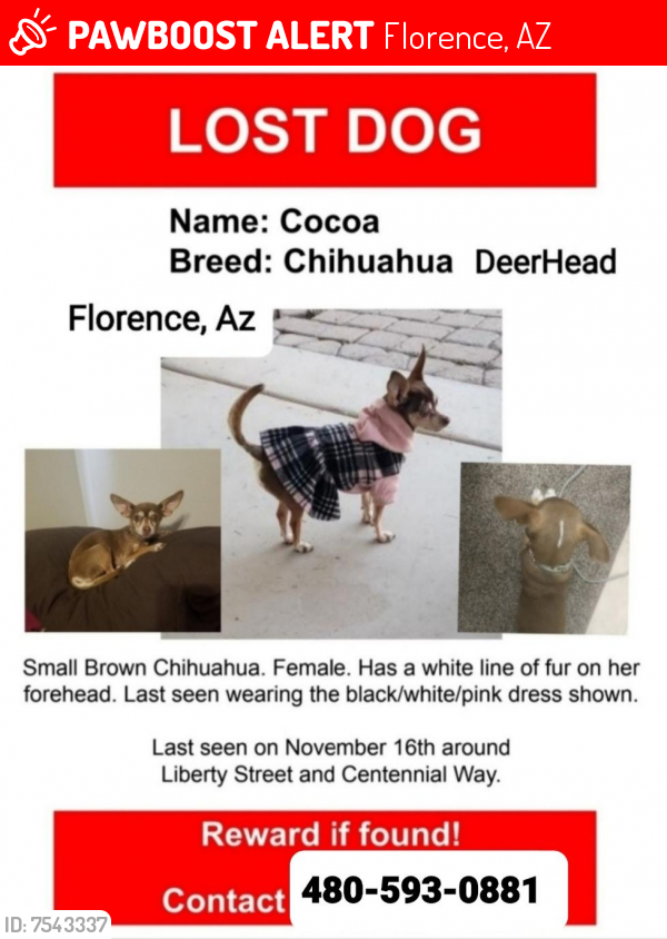 Lost Female Dog last seen Centennial Park Ave.  & Liberty St., Florence, AZ 85132
