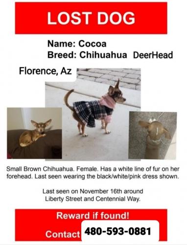 Lost Female Dog last seen Centennial Park Ave.  & Liberty St., Florence, AZ 85132