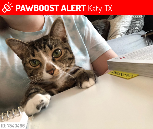 Lost Male Cat last seen Near Sweet Oak Lane , Katy, TX 77494