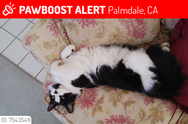 Lost Male Cat last seen 45th Street East and Clearsprings, Palmdale, CA, Palmdale, CA 93552
