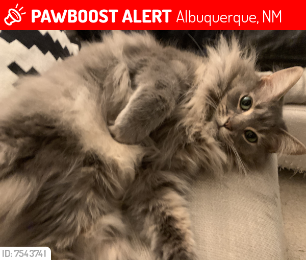Lost Female Cat last seen Near mountainside parkway NE, Albuquerque, NM, Albuquerque, NM 87111
