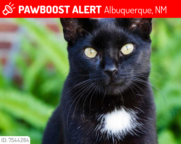 Lost Female Cat last seen Eubank and Indian school, Albuquerque, NM 87112