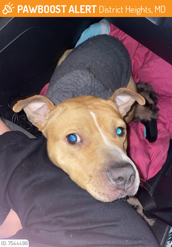 Found/Stray Female Dog last seen Marlboro pike , Capitol heights Maryland 20743, District Heights, MD 20747