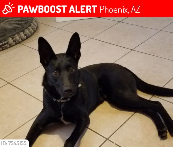 Lost Male Dog last seen 19th Ave  and Missouri , Phoenix, AZ 85015
