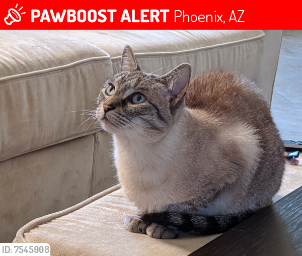 Lost Female Cat last seen Thunderbird and 18th street, Phoenix, AZ 85022