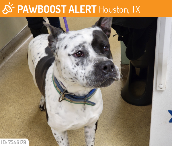 Found/Stray Male Dog last seen Pinemont, Houston, TX 77091