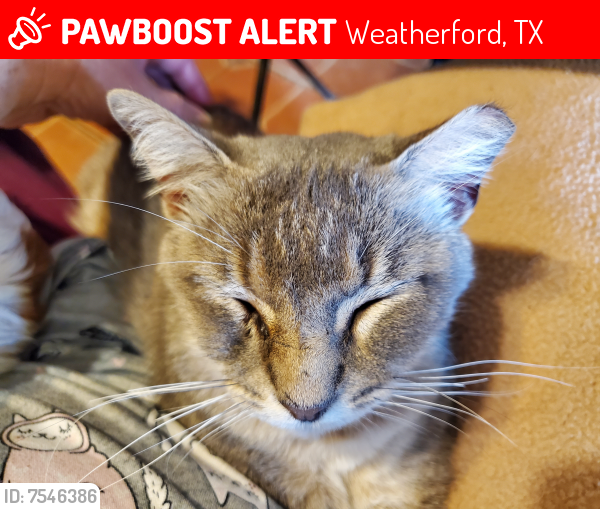 Lost Male Cat last seen Hott Lane or N Lambert, Weatherford, TX 76088