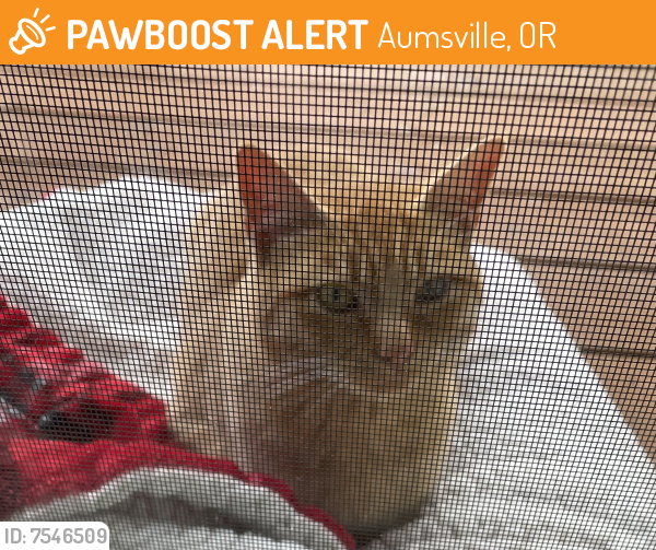 Found/Stray Male Cat last seen Sherman Rd, Aumsville, OR 97325