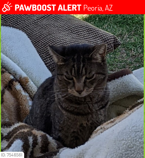 Lost Male Cat last seen 75th ave & W Redfield Rd, Peoria, AZ 85381