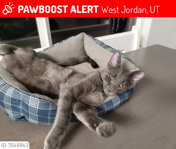 Lost Male Cat last seen Near S. Cyclamen Drive West Jordan Utah (5460 W.), West Jordan, UT 84081