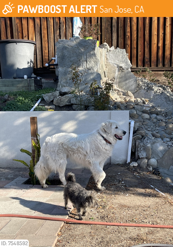 Found/Stray Unknown Dog last seen flintmore ct, San Jose, CA 95148