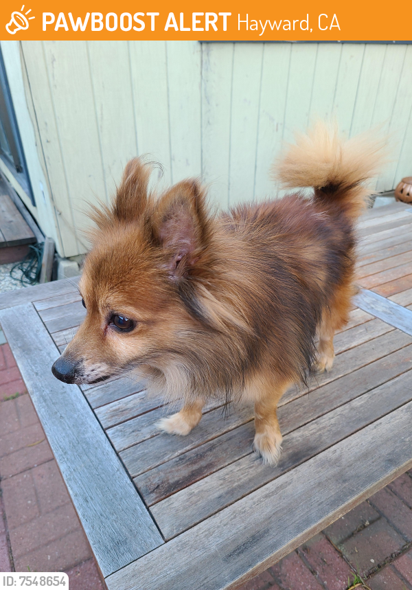 Found/Stray Male Dog last seen Woodacre Avenue and Santa Clara ave, Hayward, CA 94544