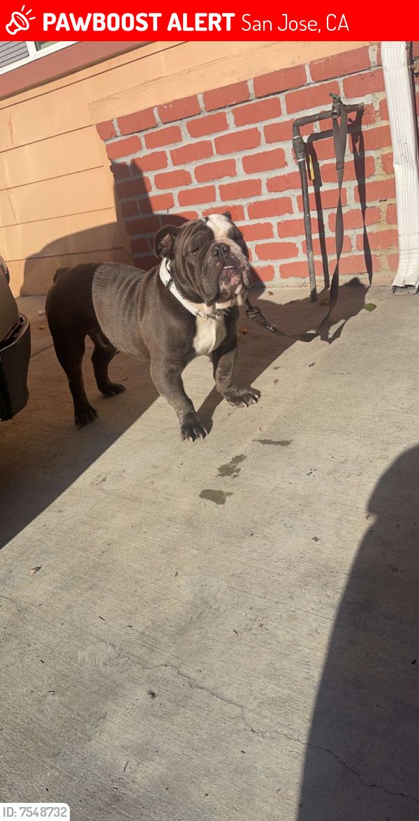 Lost Male Dog last seen senter rd and capitol expwy, San Jose, CA 95111