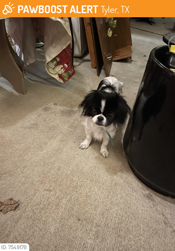 Found/Stray Unknown Dog last seen On Everett Drive Tyler Tx, Tyler, TX 75706