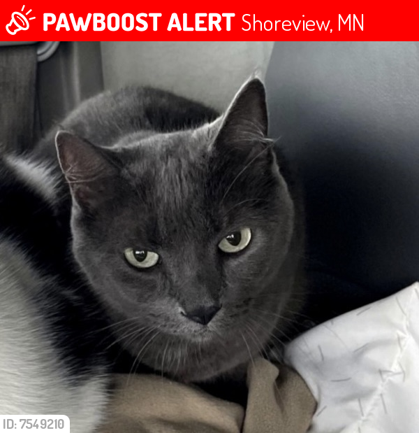 Lost Female Cat last seen Lexington Ave N and Cty F W, Shoreview, MN 55126