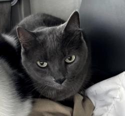 Lost Female Cat last seen Lexington Ave N and Cty F W, Shoreview, MN 55126
