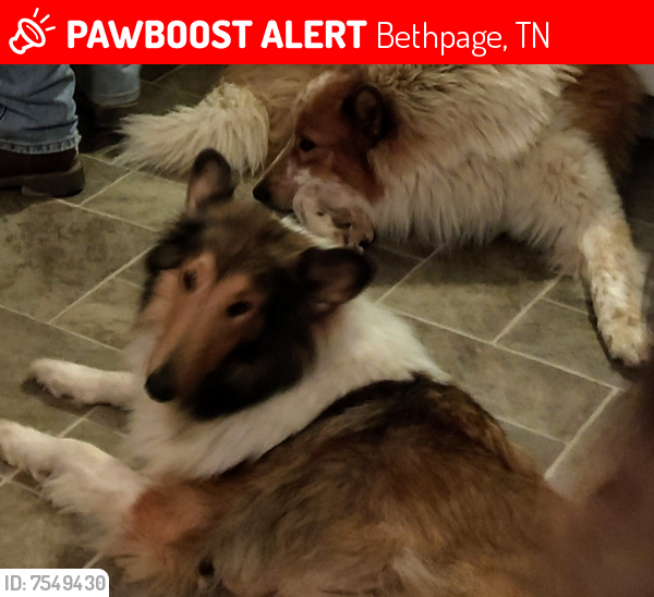 Lost Female Dog last seen Bethpage, TN, Bethpage, TN 37022