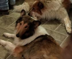 Lost Female Dog last seen Bethpage, TN, Bethpage, TN 37022