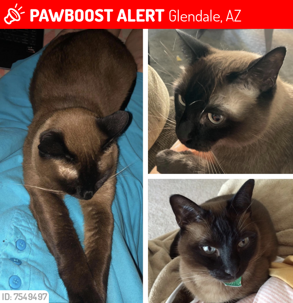 Lost Male Cat last seen 47th & Glendale, Glendale, AZ 85301