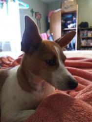 Lost Female Dog last seen On Ballplay Rd , near Fairview Rd, Madisonville, TN 37354