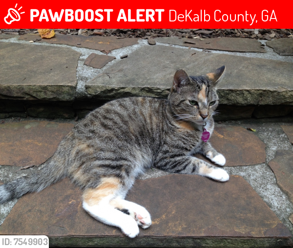 Lost Female Cat last seen Ringsmith Dr. and Randolph Rd., DeKalb County, GA 30345