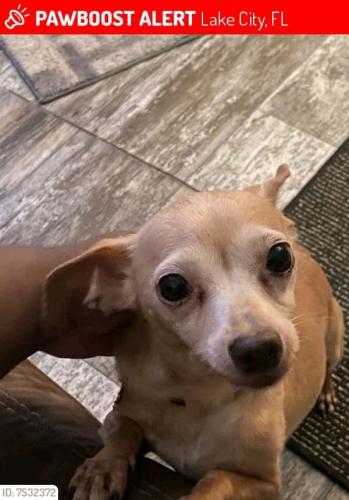 Lost Female Dog last seen Cedar park , Lake City, FL 32055