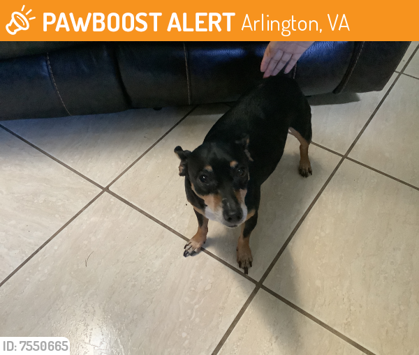 Found/Stray Unknown Dog last seen Port Saint Lucie , Arlington, VA 22211