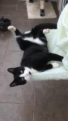 Lost Male Cat last seen Dixon close, Market Weighton, England YO43