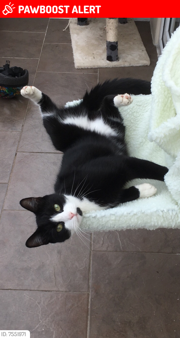 Lost Male Cat last seen Dixon close, Market Weighton, England YO43