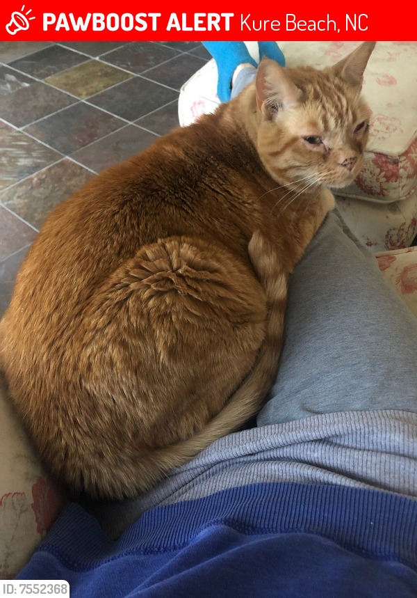Lost Male Cat last seen Near G Ave and 3rd Ave, Kure Beach, NC 28449