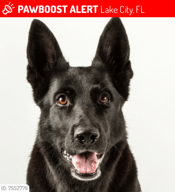 Lost Female Dog last seen Rest area i75, Lake City, FL 32055