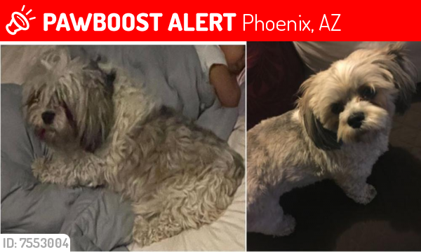 Lost Female Dog last seen 37th Street and Van Buren , Phoenix, AZ 85008