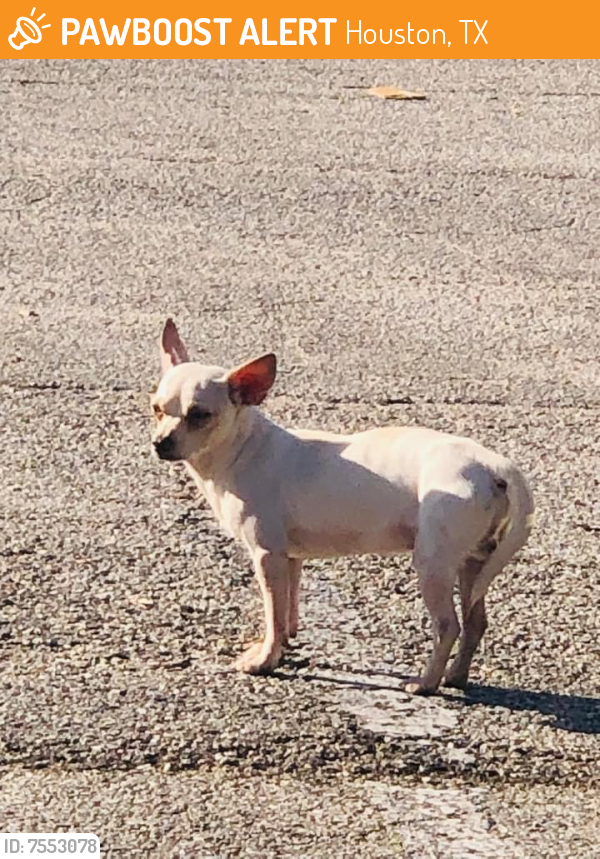 Found/Stray Male Dog last seen Parking lot, Houston, TX 77036