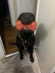Reunited Male Dog last seen McDonald’s in Mt. Holly, Mount Holly, NC 28120