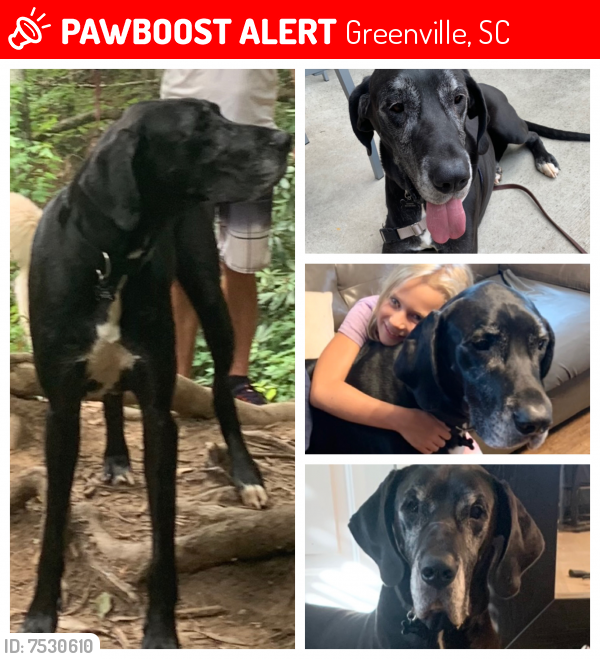 Lost Male Dog last seen Near Riverside Dr. - Augusta/ Pleasantburg area, Greenville, SC 29605