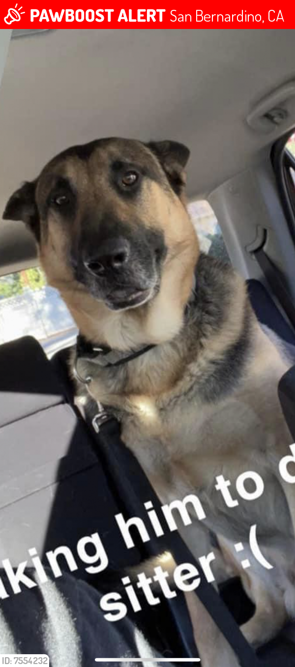 Lost Male Dog last seen Porter and state st in muscoy, San Bernardino, CA 92407