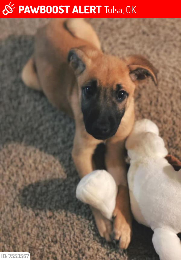 Lost Female Dog last seen Spay clinic. Apache and Garrison, Tulsa, OK 74115