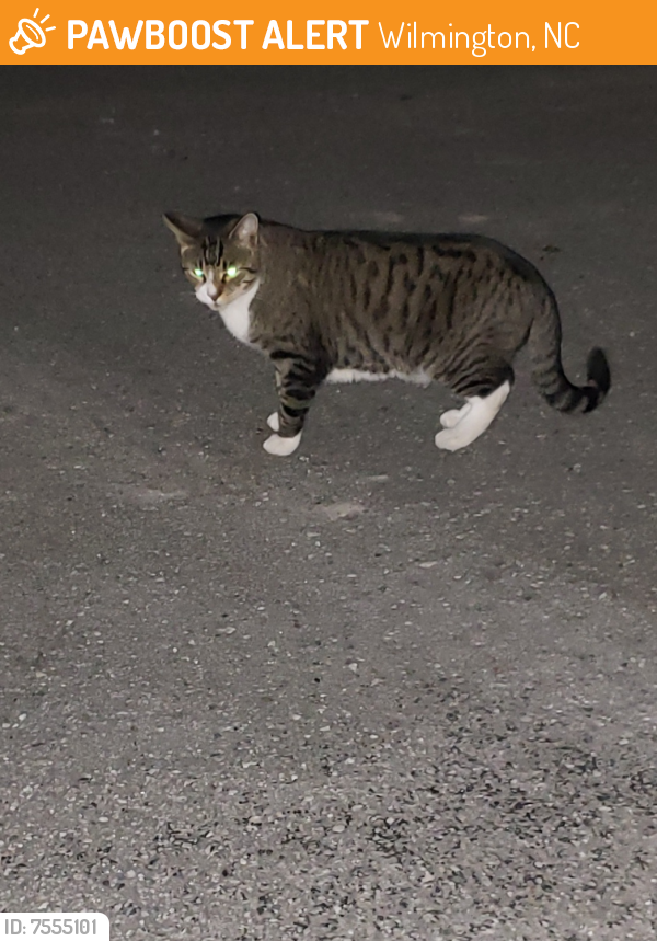 Found/Stray Unknown Cat last seen Near Market Street , Wilmington, NC 28411